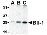 BFL1 Antibody in Western Blot (WB)