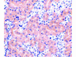 BFL1 Antibody in Immunohistochemistry (Paraffin) (IHC (P))