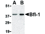 BFL1 Antibody in Western Blot (WB)