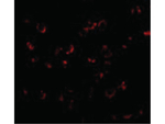 BICD1 Antibody in Immunocytochemistry (ICC/IF)