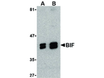 BIF Antibody in Western Blot (WB)