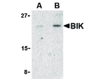 BIK Antibody in Western Blot (WB)