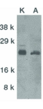 BIM Antibody in Western Blot (WB)