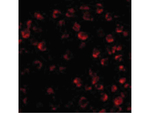 BIM Antibody in Immunocytochemistry (ICC/IF)