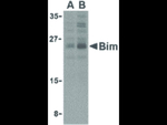 BIM Antibody in Western Blot (WB)