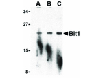 BIT1 Antibody in Western Blot (WB)