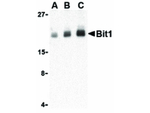 BIT1 Antibody in Western Blot (WB)