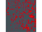 PRDM1 BLIMP1 Antibody in Immunocytochemistry (ICC/IF)