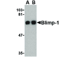 PRDM1 BLIMP1 Antibody in Western Blot (WB)