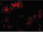 BMF Antibody in Immunocytochemistry (ICC/IF)