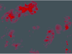 BMF Antibody in Immunocytochemistry (ICC/IF)