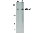 BMF Antibody in Western Blot (WB)