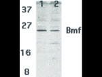 BMF Antibody in Western Blot (WB)