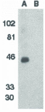 BONZO Antibody in Western Blot (WB)