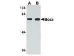 BORA Antibody in Western Blot (WB)