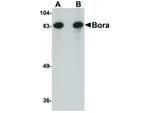 BORA Antibody in Western Blot (WB)