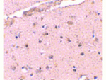 BRCC36 Antibody in Immunohistochemistry (Paraffin) (IHC (P))