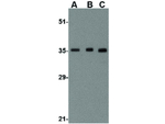 BRCC36 Antibody in Western Blot (WB)