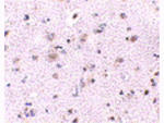 BRCC45 Antibody in Immunohistochemistry (Paraffin) (IHC (P))