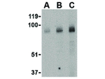 BRSK1 Antibody in Western Blot (WB)