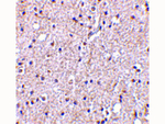 BRSK2 Antibody in Immunohistochemistry (Paraffin) (IHC (P))