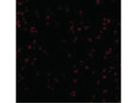 BUB1 Antibody in Immunocytochemistry (ICC/IF)