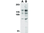 BUB1 Antibody in Western Blot (WB)