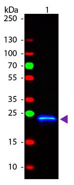 GST Antibody in Western Blot (WB)