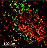 GFP Antibody in Immunohistochemistry (IHC)