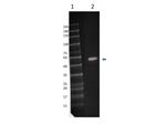 MEK1 C-Term Antibody in Western Blot (WB)