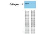 Collagen Type I Polyclonal Antibody, HRP