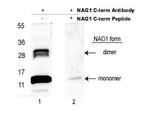 NAG-1 Polyclonal Antibody, HRP
