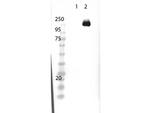 Cas 9 Polyclonal Antibody, HRP