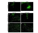 GFP Antibody in Immunocytochemistry (ICC/IF)