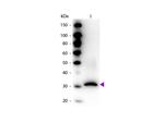 RFP Pre-adsorbed Polyclonal Antibody, Biotin