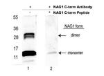 NAG-1 Polyclonal Antibody, Biotin