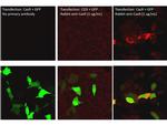 Cas 9 Antibody in Immunocytochemistry (ICC/IF)