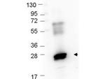 GST Antibody in Western Blot (WB)