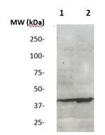 Actin, Smooth Muscle Antibody in Western Blot (WB)