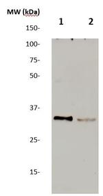 Meteorin Antibody in Western Blot (WB)