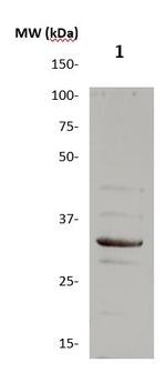 Meteorin Antibody in Western Blot (WB)
