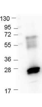 GST Antibody in Western Blot (WB)