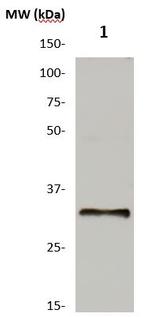 Meteorin Antibody in Western Blot (WB)