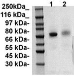 c-Myc Antibody in Western Blot (WB)