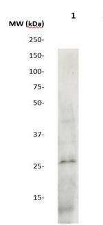 SOCS3 Antibody in Western Blot (WB)