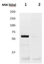 Phospho-P53 (Ser15) Antibody in Western Blot (WB)