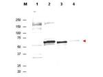 AKT Polyclonal Antibody