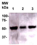 Legumain Antibody in Western Blot (WB)