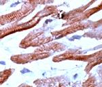 Troponin I Antibody in Immunohistochemistry (Paraffin) (IHC (P))