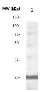 Troponin I Antibody in Western Blot (WB)
